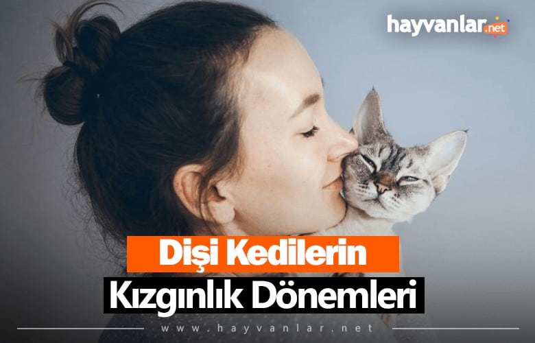Dişi Kedi