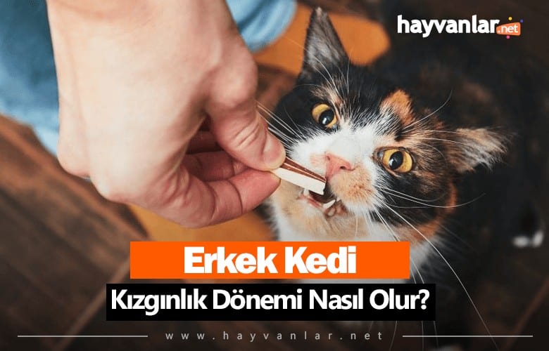 Erkek Kedi