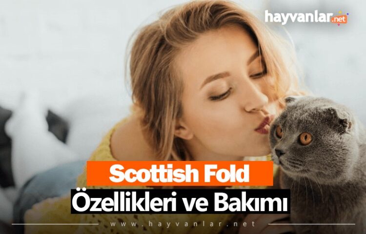 Scottish Fold Zellikleri Ve Bak M Hayvanlar Net