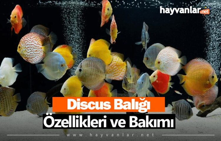 Discus Bal Zellikleri Ve Bak M Hayvanlar Net