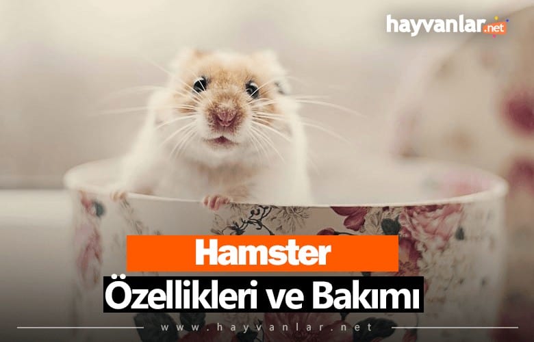 Hamster