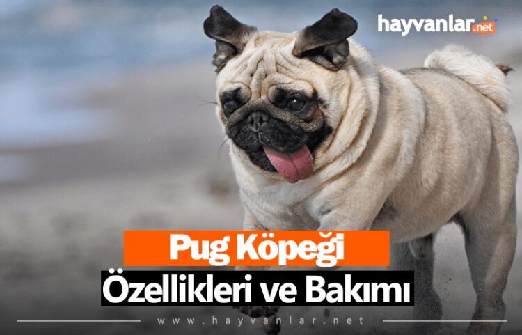 Pug K Pe Inin Zellikleri Ve Bak M Hayvanlar Net