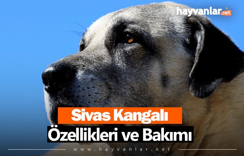 Sivas Kangalı