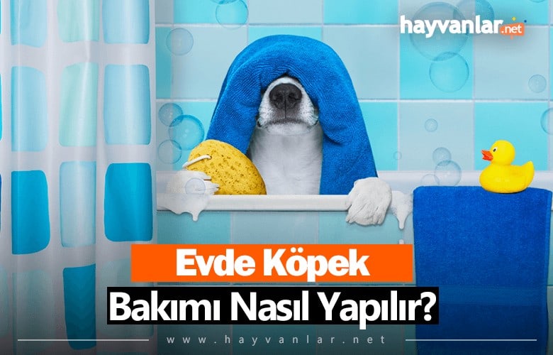Evde Köpek Bakımı