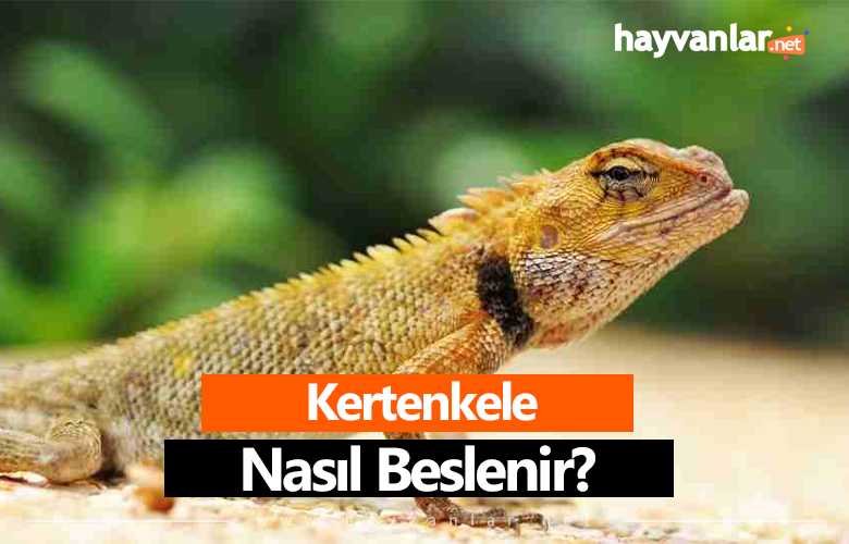 Kertenkele Ne Yer