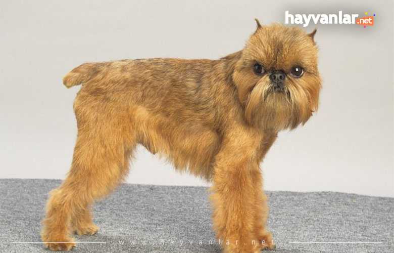 Brüksel Griffonu