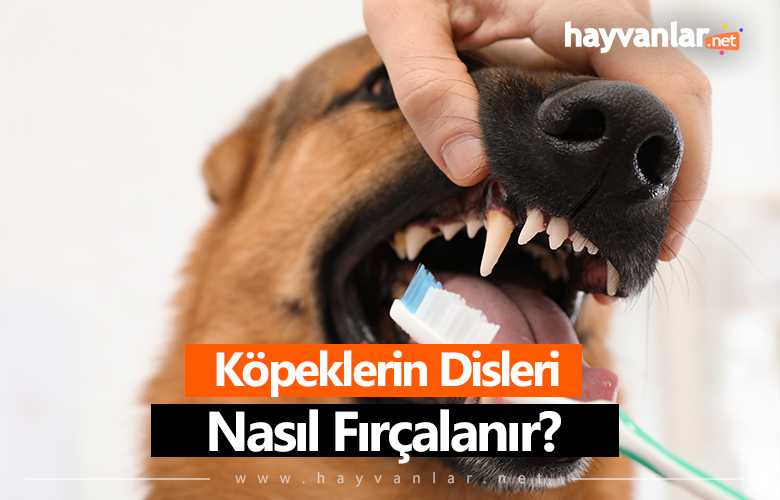 Köpeklerin Dişleri Nasıl Fırçalanır