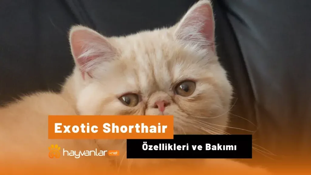 Exotic Shorthair