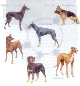 Doberman Pinscher Tarihi
