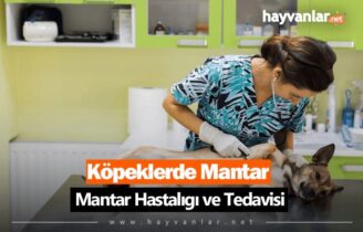 Köpeklerde Mantar Hastalığı