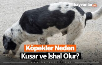 Köpekler Hakkında