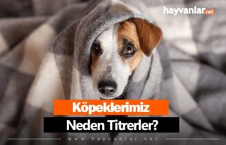 Köpekler Neden Titrer