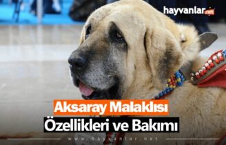 Aksaray Malaklısı