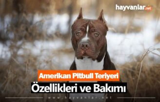 Amerikan Pitbull Teriyeri