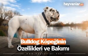 Bulldog Cinsi Köpek