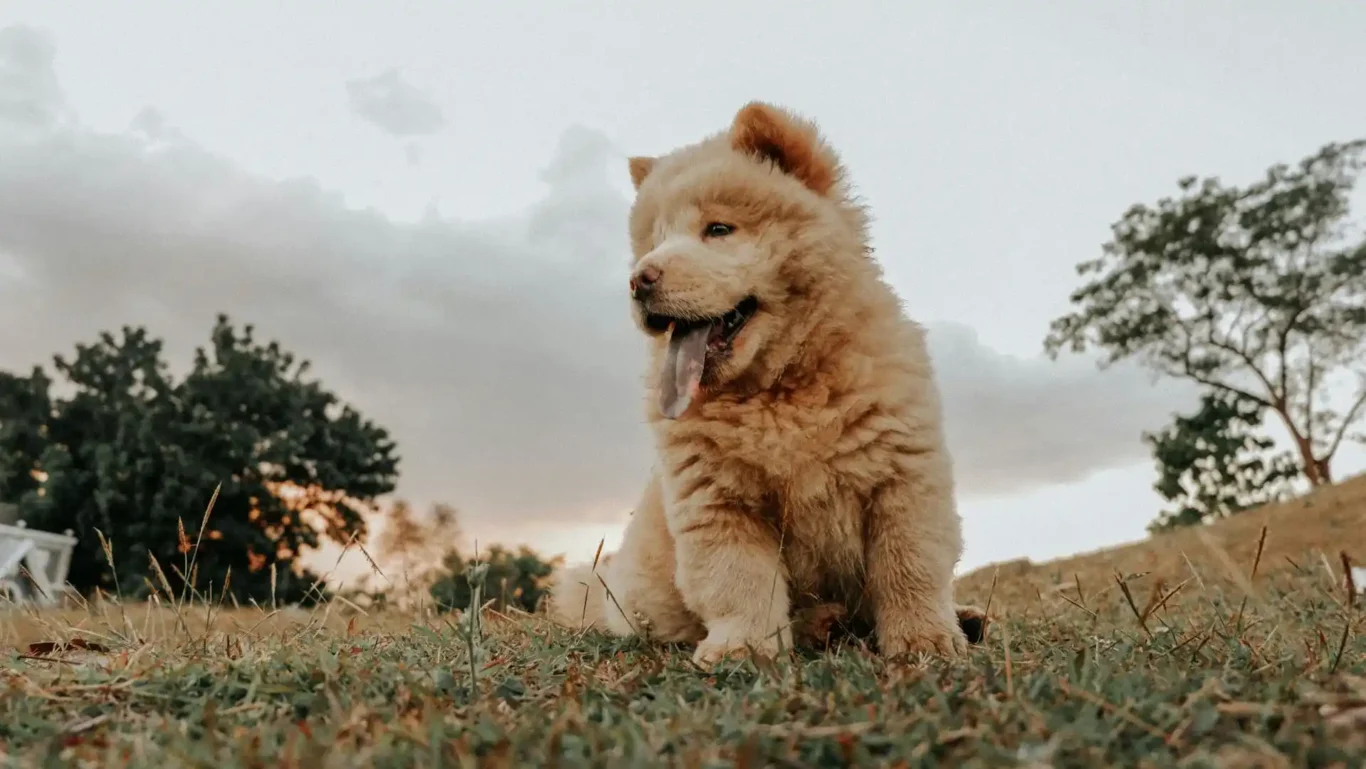 Yavru Chow Chow