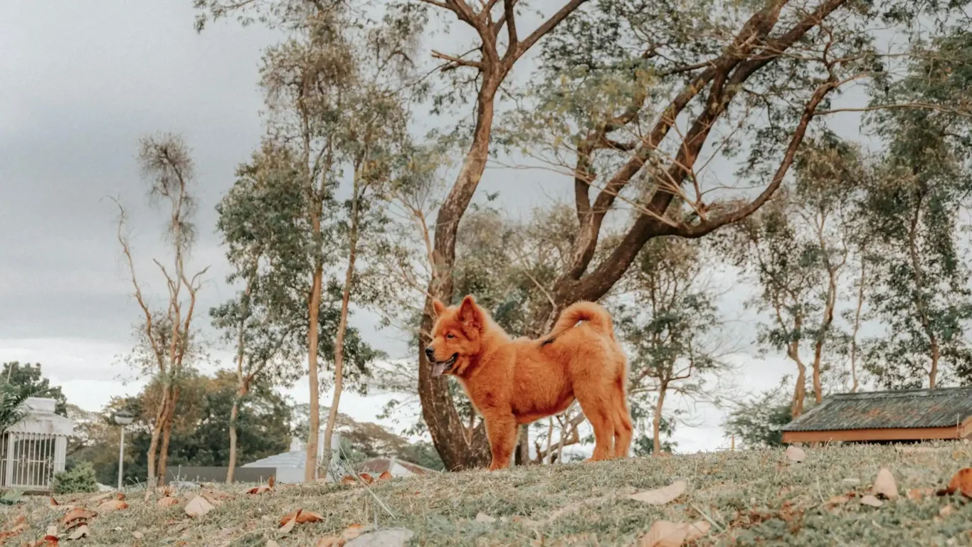 Chow Chow
