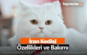 İran Kedisi