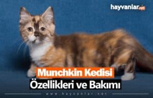 Munchkin Kedisi