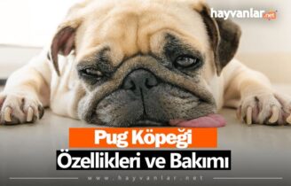 Pug Köpek