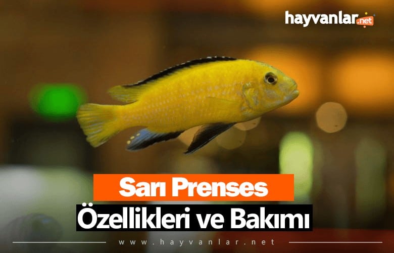 Sarı Prenses