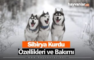 Sibirya Kurtları