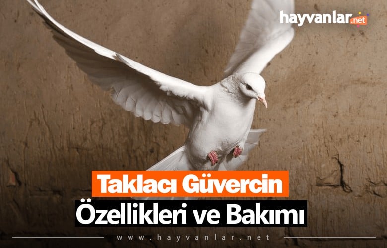 Taklacı Güvercin