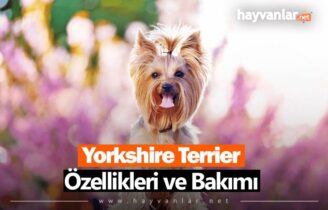 Yorkshire Terrier
