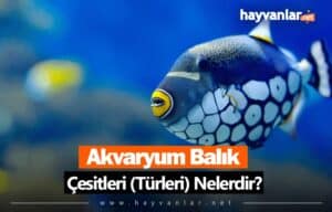Akvaryum Balık Çeşitleri