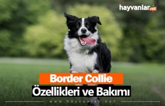 Border Collie
