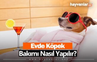 Evde Köpek Bakımı