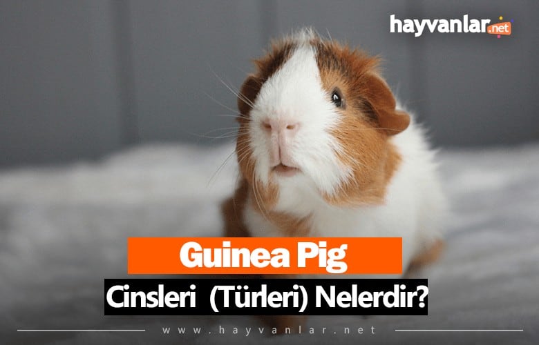 Guinea Pig Cinsleri