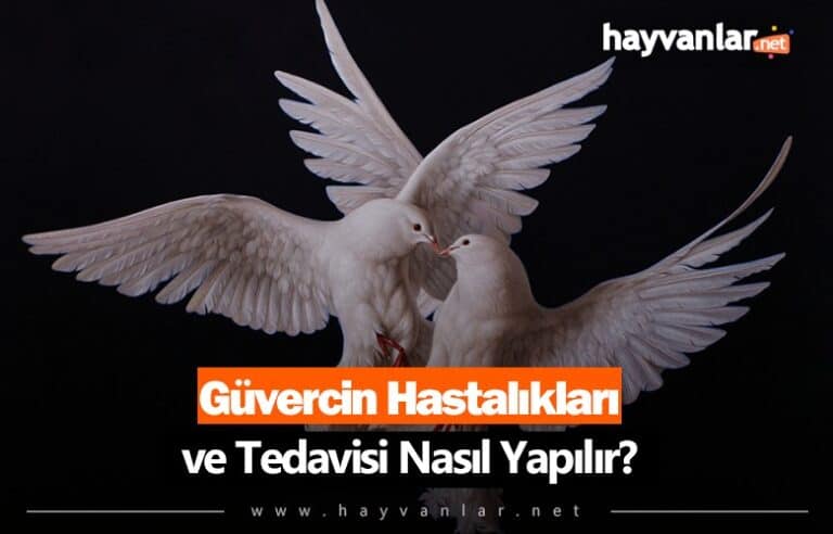 G Vercin Hastal Klar Ve Tedavisi Nedir Hayvanlar Net