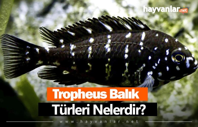 Tropheus Balık