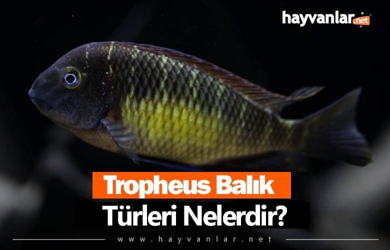 Tropheus Balık