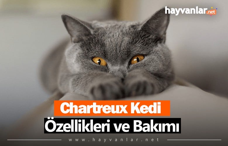 Chartreux Kedi