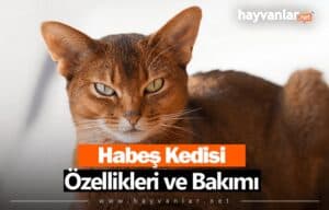 Habeş Kedisi
