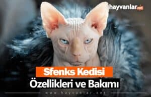 Sfenks Kedisi
