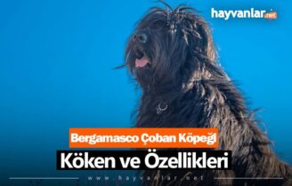 Bergamasco Çoban Köpeği