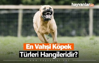 En Vahşi Köpek