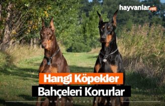 Bahçe Koruyan Köpekler