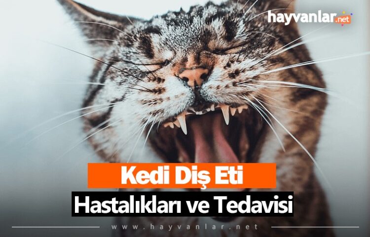 kedi diş eti kırmızı