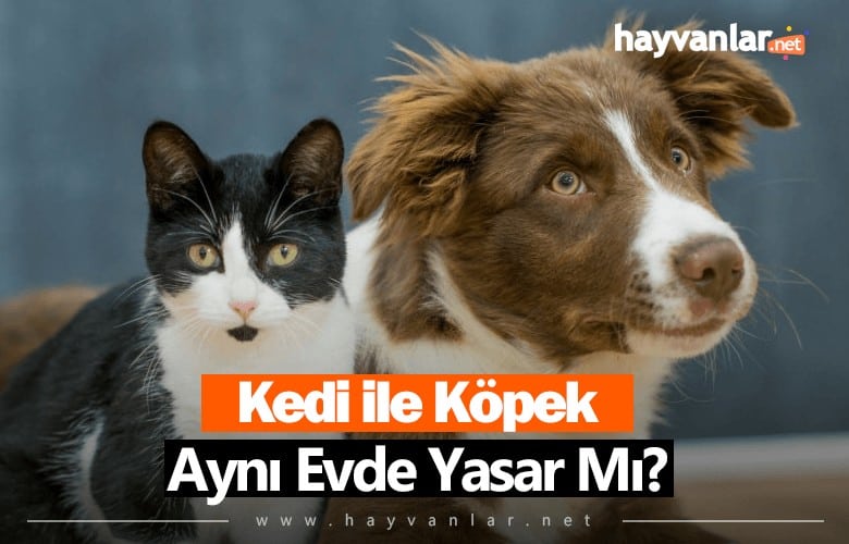 Kedi ile Köpek
