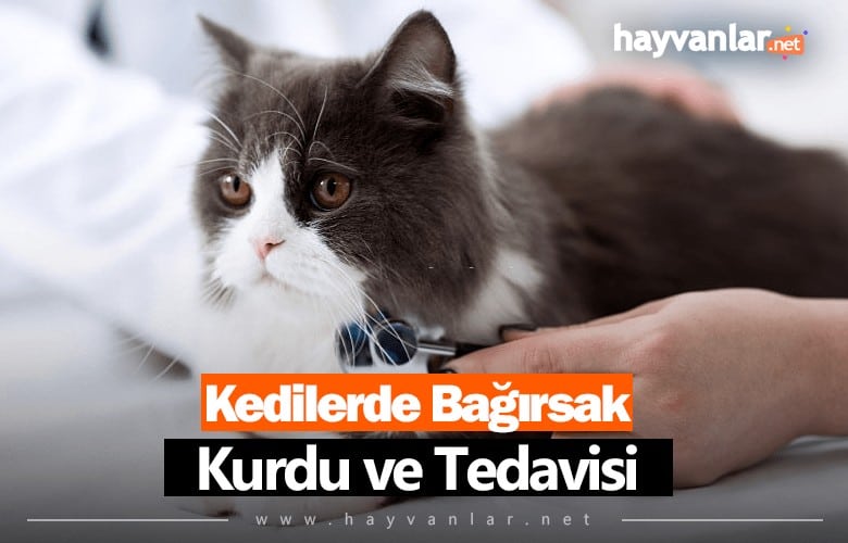 Kedilerde Bağırsak Kurdu ve Tedavisi