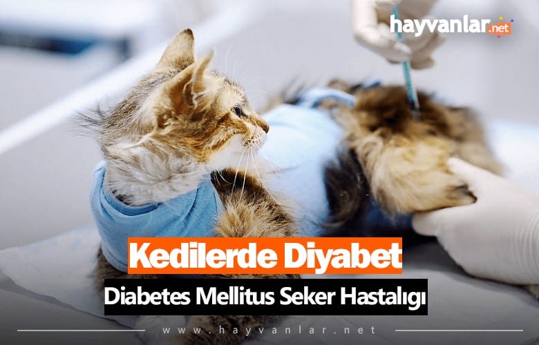 Kedilerde Diyabet Şeker Hastalığı