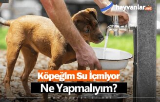 Köpeğim Su İçmiyor Ne Yapmalıyım?