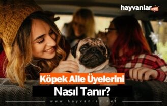 Köpek Aile Üyelerini Nasıl Tanır?
