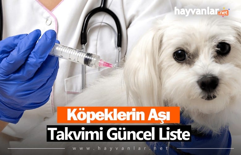 Köpek Aşı Takvimi Güncel Liste