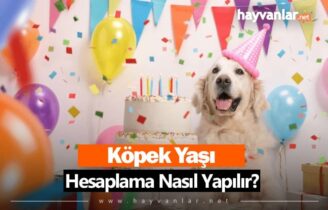 Köpek Yaşı Hesaplama Nasıl Yapılır