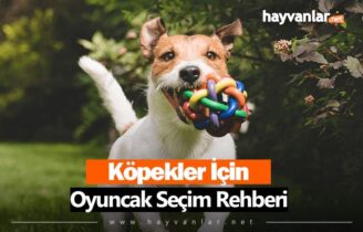 Köpekler için Oyuncak Seçim Rehberi